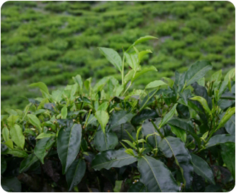 Anbau - Die Kaffeepflanze